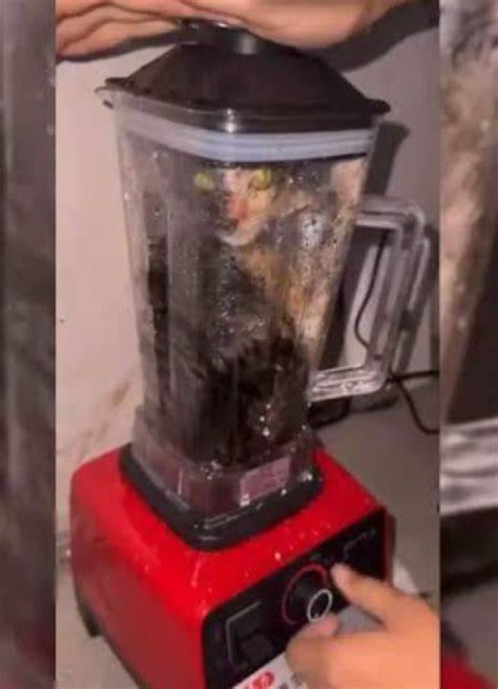 CAT IN BLENDER VIDEO PEOPLE OUTRAGE OVER THE DISTURBING VIDEO AND ASK