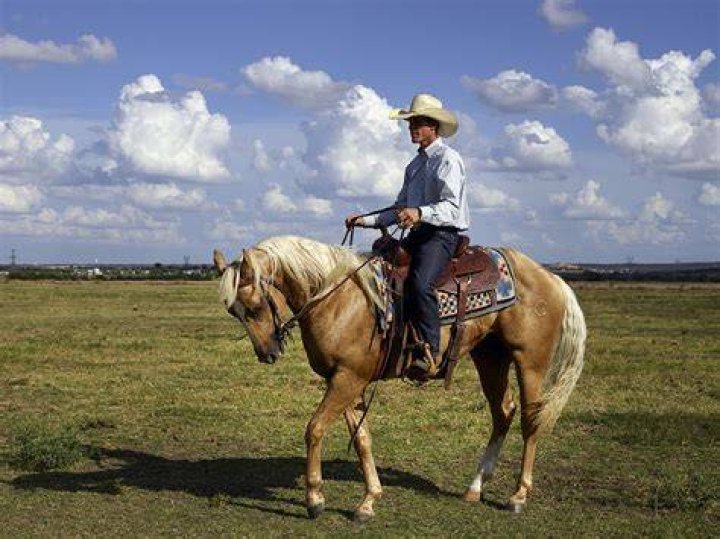 Cowboy Free Stock Photo Public Domain Pictures