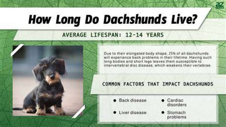 How Long Do Dachshunds Live? [+ HEALTH TIPS] Sir Doggie