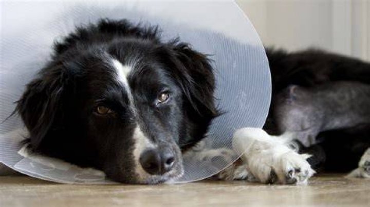 Ill. Woman Injured in Dog Mauling that Killed Her Dog