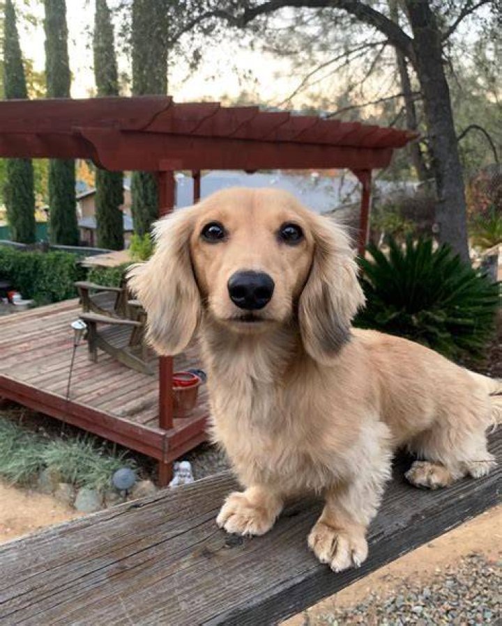 Long Haired Dachshund in 2020 Dachshund breed, Long haired dachshund