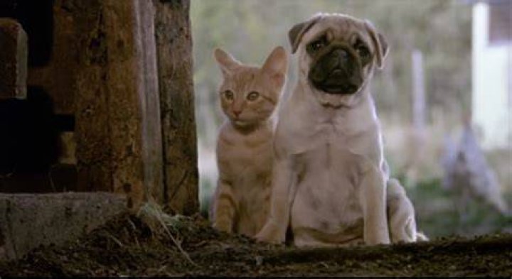 Milo and Otis Animal Abuse Controversy and Scandal explained