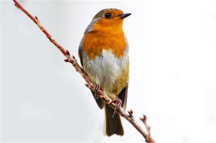 Robin Erithacus Rubecula Free Stock Photo Public Domain Pictures