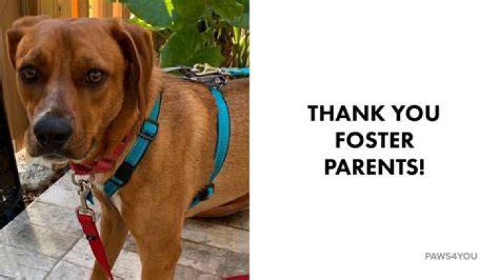 Thank You, Foster Parents YouTube